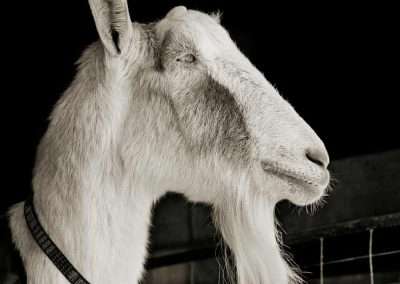 A black-and-white portrait of a serene goat with a long beard, wearing a collar, set against a dark background.