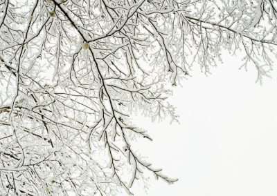 Snow-covered tree branches against a pale sky, creating a delicate pattern of white on white, emphasizing the intricate structure and tranquility of a winter scene.
