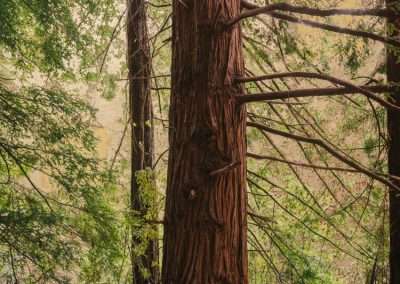 A towering redwood tree surrounded by a dense forest with smaller trees and foliage, emitting a serene and misty ambiance.