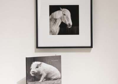 A framed black-and-white photograph of a horse displayed on a white wall, showcasing one of my favorite things, with a book titled "Allowed to Grow Old" featuring a pig on its cover, placed on a shelf below.