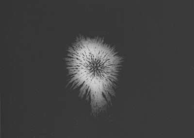 A black and white image of a circular, starburst-like pattern with radiating, feathery strands, centered on a dark background. The pattern resembles a dandelion seed head.