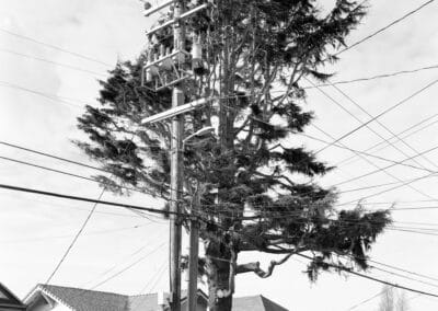 A black and white photo depicts a large tree intertwined with an array of utility wires and power lines in a residential neighborhood. The importance of trees is highlighted by their presence amid houses with tiled roofs and a parked car visible in the background. The sky is partly cloudy.