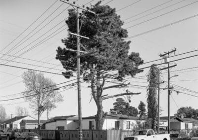 Black and white image of a residential street with parked cars and a large tree overshadowed by numerous power lines and utility poles. A white pickup truck is parked on the right side, while nature is subtly woven in with trees and plants adding texture to the scene.
