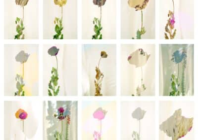 A grid of 15 photos by Elizabeth Chiles, each featuring a single flower with various shades and lighting. The flowers have long green stems and translucent petals in different colors including yellow, pink, purple, and red. The background is soft and blurred, highlighting the flowers.