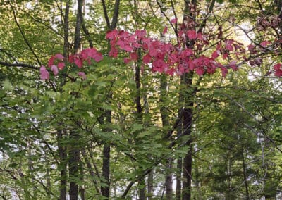 A serene forest scene with tall, slender trees covered in green leaves. Amid the green foliage, there's a small cluster of vibrant pink leaves standing out. The forest floor is lush and green, with sunlight filtering through the canopy above—it feels like stepping into a painting by Mary Farmilant.