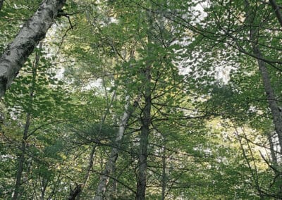 A serene forest scene with numerous tall trees reaching towards the sky. The dense canopy of green leaves filters sunlight, casting a gentle, dappled light over the forest floor covered in ferns and low vegetation. The atmosphere is calm and verdant, reminiscent of Mary Farmilant's tranquil landscapes.
