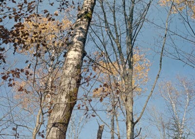 A tall, slender tree with yellowing leaves stands in a forest under a clear blue sky, like a scene from a Mary Farmilant painting. Its bark is mottled and textured, leaning slightly to one side. Surrounding it are other trees in various stages of shedding their leaves and a forest floor covered with fallen leaves.